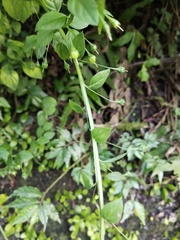 Lysimachia capillipes