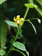 Lysimachia capillipes
