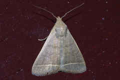 Simplicia cornicalis