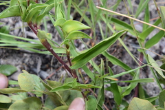 Commelina pycnospatha