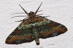 Melanthia catenaria