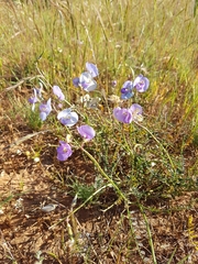 Swainsona procumbens