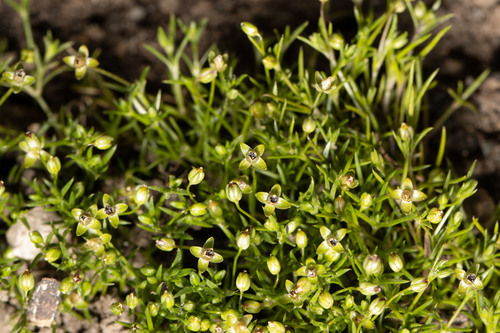 annual pearlwort (Sagina apetala)