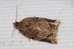 Neocalyptis affinisana