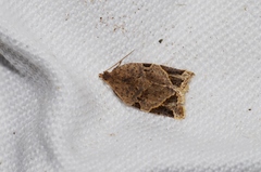 Neocalyptis affinisana