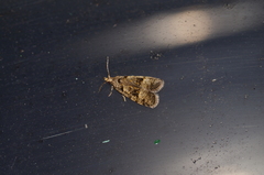 Copromorpha kijimuna