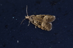 Copromorpha kijimuna