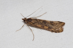 Nomophila noctuella