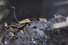 Bitis gabonica