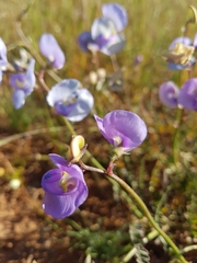 Swainsona procumbens