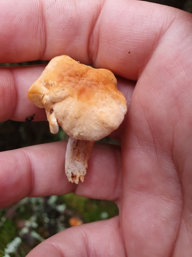 Hydnum rufescens — no rights reserved