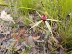 Caladenia australis