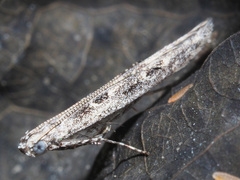 Batrachedra praeangusta