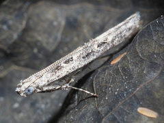 Batrachedra praeangusta