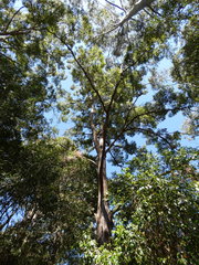 Eucalyptus microcorys