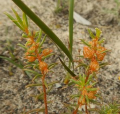 Gyrostemon australasicus