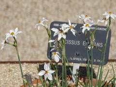 Narcissus elegans