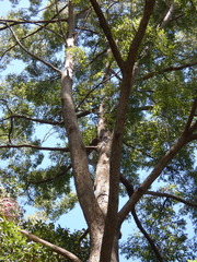 Eucalyptus microcorys