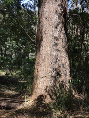 Eucalyptus microcorys