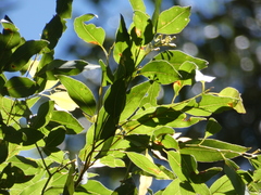 Eucalyptus microcorys
