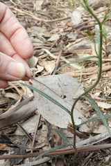 Senecio quadridentatus
