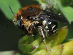 Anthidium punctatum