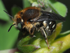 Anthidium punctatum