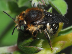 Anthidium punctatum