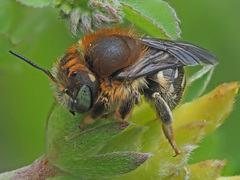 Anthidium punctatum