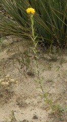 Chrysocephalum semipapposum