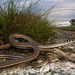 Cape Sand Snake - Photo (c) Tyrone Ping, some rights reserved (CC BY-NC), uploaded by Tyrone Ping
