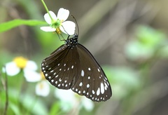 Euploea crameri bremeri