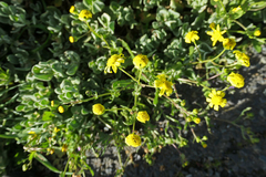 Senecio littoreus