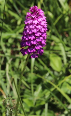 Anacamptis pyramidalis pyramidalis