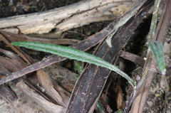 Senecio quadridentatus