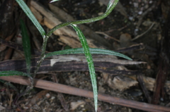 Senecio quadridentatus
