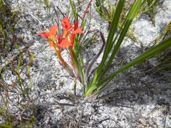 Babiana ringens australis