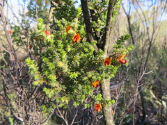 Pultenaea procumbens