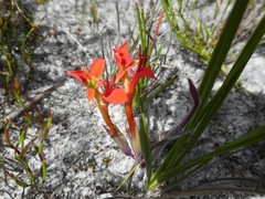 Babiana ringens australis