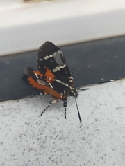 Hecatesia fenestrata