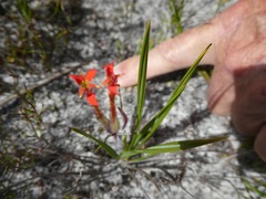 Babiana ringens australis