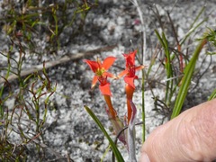 Babiana ringens australis