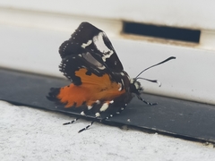 Hecatesia fenestrata