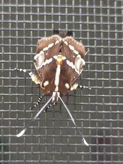 Hecatesia fenestrata