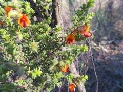 Pultenaea procumbens
