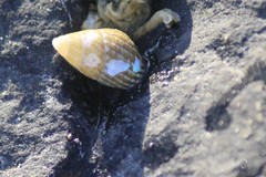 Phasianotrochus irisodontes