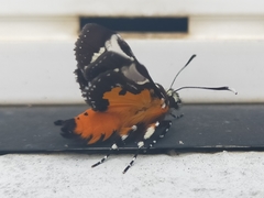 Hecatesia fenestrata