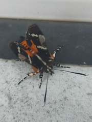 Hecatesia fenestrata