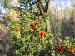 Pultenaea procumbens