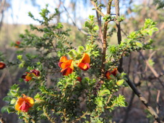 Pultenaea procumbens
